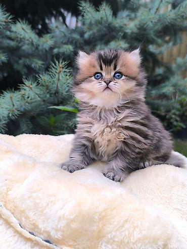 рэгдолл кошка цена: Скотиш Страйт (Шотландская прямоухая), 1 месяц, Девочка, Золотая шиншилла — 1