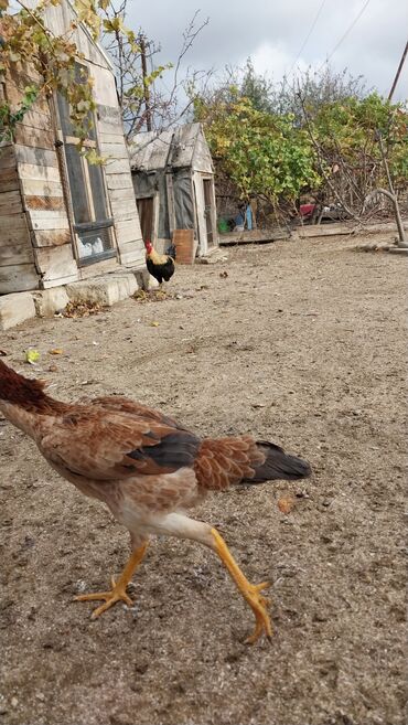 Toyuqlar: 7 aylıq fərədi — 6