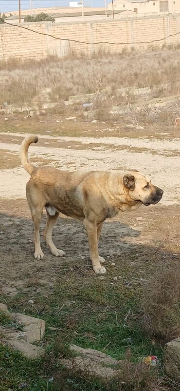 İtlər: Kanqal, 3 il, Erkek, Peyvəndli, Ödənişli çatdırılma — 4