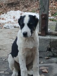 объявления о найденных собаках: Алабай, 3 айлык, Эркек, Эмделген