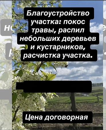 черна зем: Уборка территории, Уход за деревьями — 2