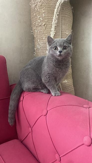 Pişiklər: Britan — 8