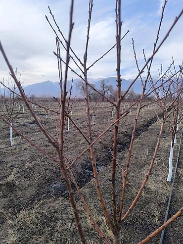 Продажа участков: 80 соток, Для сельского хозяйства — 4