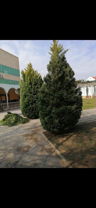 Bağbanlar: Bağban, 43 il, 5 ildən artıq təcrübə — 8