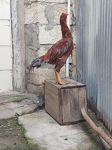 Xoruzlar: Xoruz, il: <1, Ödənişli çatdırılma — 11