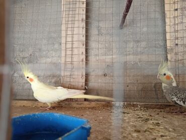 йоркширский терьер цена баку: Nimfalari (Cockatiel) cütü - Növ: Nimfa tutuquşusu (Nymphicus