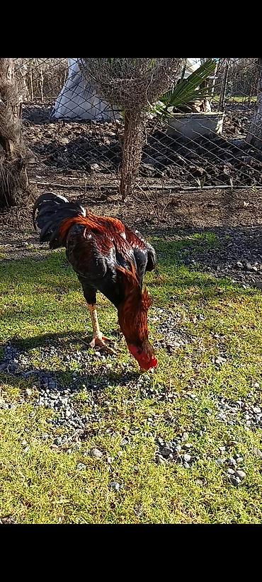 dovşan şəkili: Yaş yarmlığ Brazil cins hal hazırda tüləkdədi axır şəkildə paylaşıb — 2
