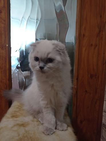 ищу котят: Британская короткошёрстная, 3 месяца, Девочка, Лиловый — 2