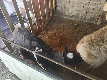 goat: Продаю | Ягненок | Для разведения — 1