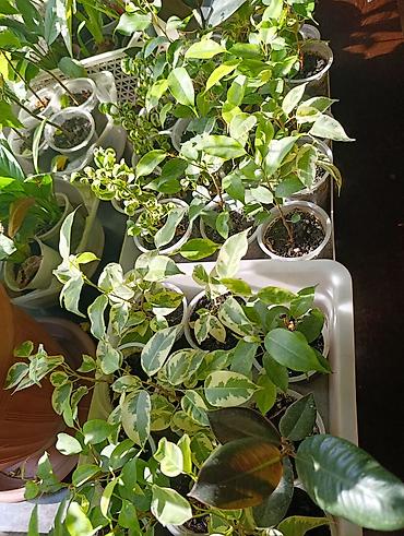 Фикусы: Комнатные растения — коллекция укоренённых саженцев и деток - Фикусы — 1