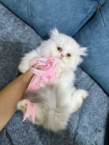 Pişiklər: Şotland yastı qulaq, Erkək, Dişi, Yaxşı əllərə, Ünvandan götürmə, Pulsuz çatdırılma, Ödənişli çatdırılma — 90