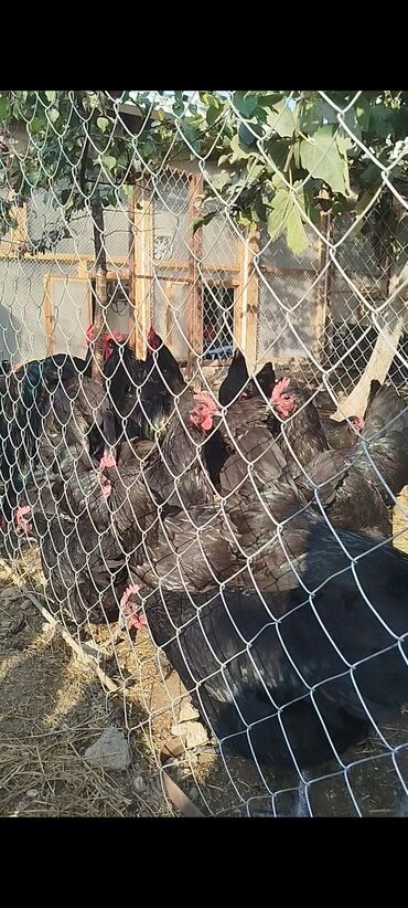 Digər quşlar: Alman cinsi australorp cücə və yumurta sifarişi qəbul olunur. bütün — 2