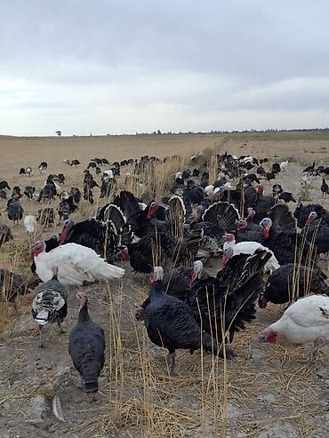 кролики калифорния купить: Продаю | Индюк (самец) | Северокавказская | На забой, Для разведения — 2
