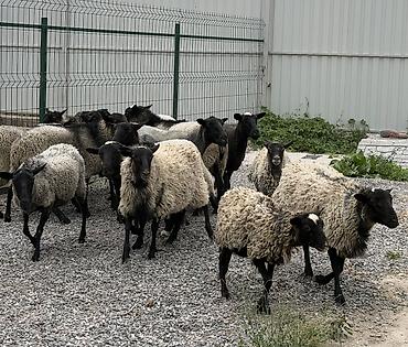Продаю | Овца (самка), Ягненок | Гиссарская, Арашан, Романовская | Для разведения | Племенные, Матка, Ярка at lalafo.kg Продаю | Овца (самка), Ягненок | Гиссарская, Арашан, Романовская | Для разведения | Племенные, Матка, Ярка