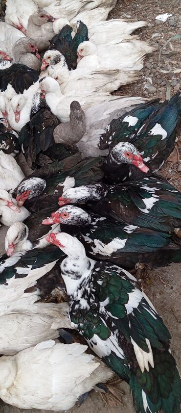 Ördəklər: Təcili satılır.Real alıcılar əlaqə saxlaya bilər — 26