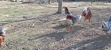 Toyuqlar: Toyuq, Damazlıq — 7