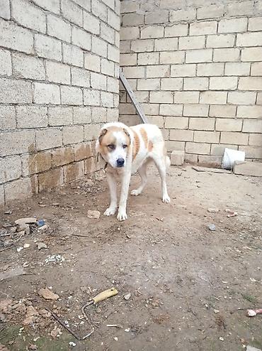 İtlər: Qurdbasar — 8