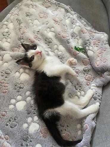 Pişiklər: Erkək, Yaxşı əllərə — 9