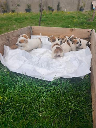 york terrier: Cek rassel teryer, 2 ay, Ünvandan götürmə — 9