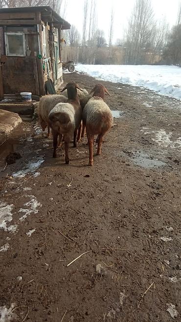 Баран, овца: Продаю | Овца (самка) | Романовская | Для разведения | Ярка — 10