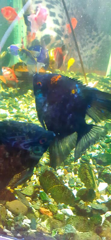 Akvariumlar: Dördbucaq akvarium, Balıqlarla birlikdə, 100 l — 9