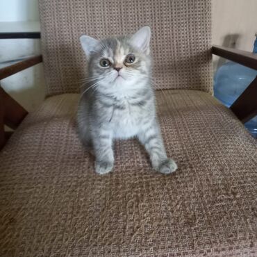 Pişiklər: Cins Paroda pişikləri. Şotland, Britan, Pers. Rəngləri də cür bə cür -da lalafo.az — 5 Pişiklər: Cins Paroda pişikləri. Şotland, Britan, Pers. Rəngləri də cür bə cür — 5