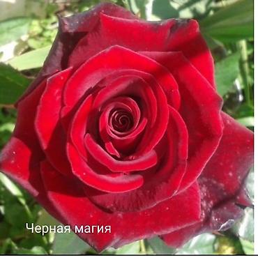 Rose saplings: Кустовые розы — сорта: - Э Шропшир Эд (№534): густомахровые — 42