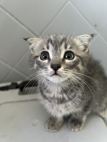нашли кошку: Скотиш Фолд (Шотландская вислоухая), 1 месяц, Мальчик, Серый, Приучена к лотку