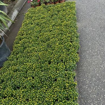 Otaq bitkiləri: Xrizantema payızgüllərinin topdan və pərakəndə satışı. Qiymətlər — 21