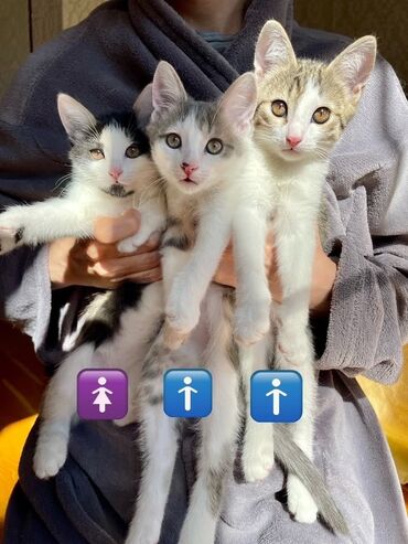 валер для собак: 🐾 Три очаровательных котёнка ищут дом! 🐾 Этим домашним, ручным