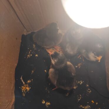 kent cüceleri: Toyuq cücələri, Damazlıq, Pulsuz çatdırılma