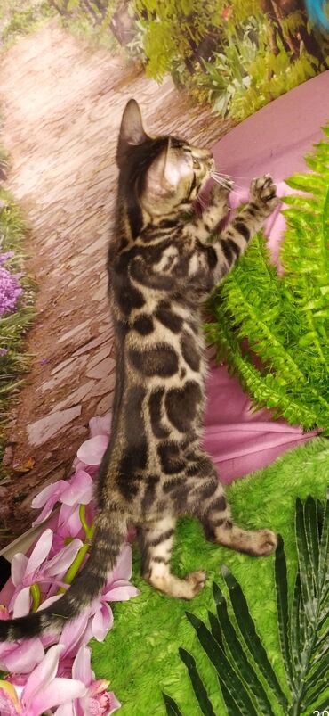 Продажа кошек: Друзья !!! питомник Бен Гла Мур с радостью предлагает новый помет. от — 17