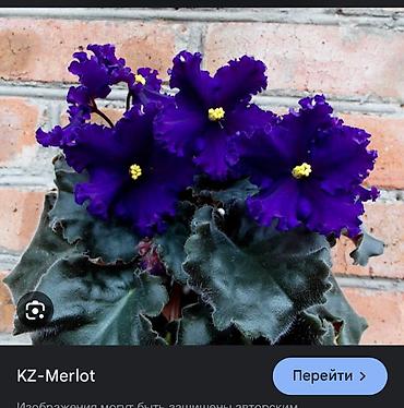 Фиалки и глоксинии: Сортовые фиалки, детки — 8