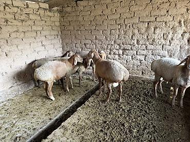 корова джерси купить: Продаю | Баран (самец) | Для разведения | Матка — 7