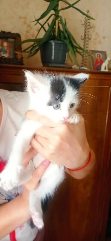 Продажа кошек: Котята, две девочки один мальчик окрасы: бело‑черный и бело‑тигровый — 7