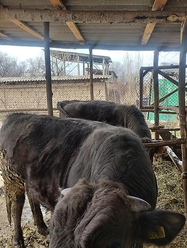 Другие животные: Другие животные — 10