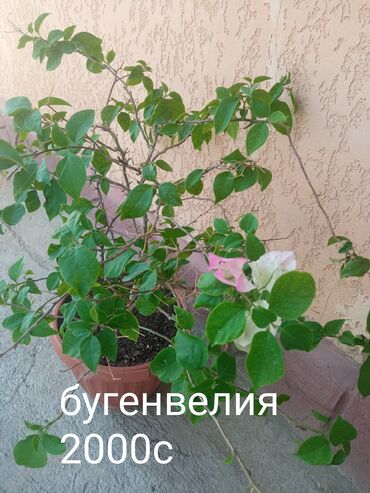 комнатные растения оптом: Бугенвиллея в горшке с частично распустившимися цветами. Растение