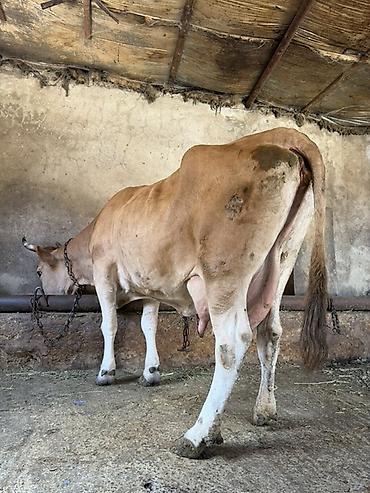 inək: 13 litir süd verir 3 qarına dogub 1 aydı dogub balası dişdi — 4