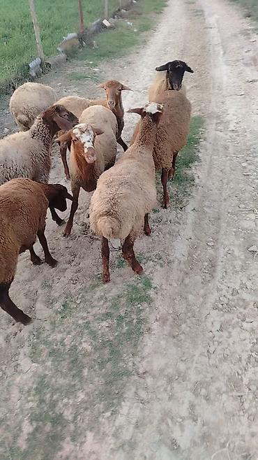 Heyvanlar: Əmlik kök quzular satılır! Əlaqə üçün ( 050-961-67-32 ) Ünvan — 3