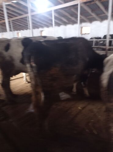 Коровы, быки: Продаю | Корова (самка) | Полукровка | Для разведения, Для молока — 8