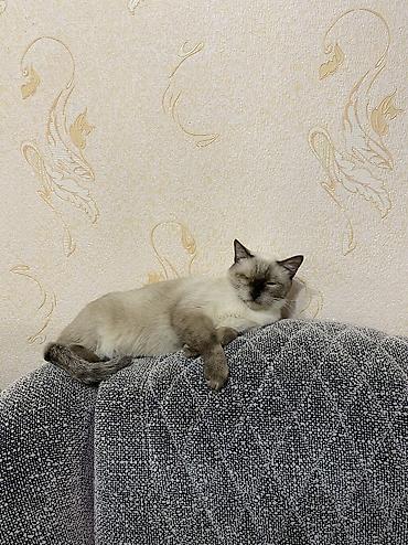 Отдам даром кошку: Кошка даром: Сиамская, 1 год, Мальчик, Кастрирована, Приучена к лотку, Проглистована — 3
