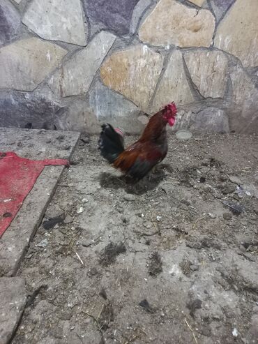 sultan xoruz: Xoruz, Yapon, il: 2, Ünvandan götürmə