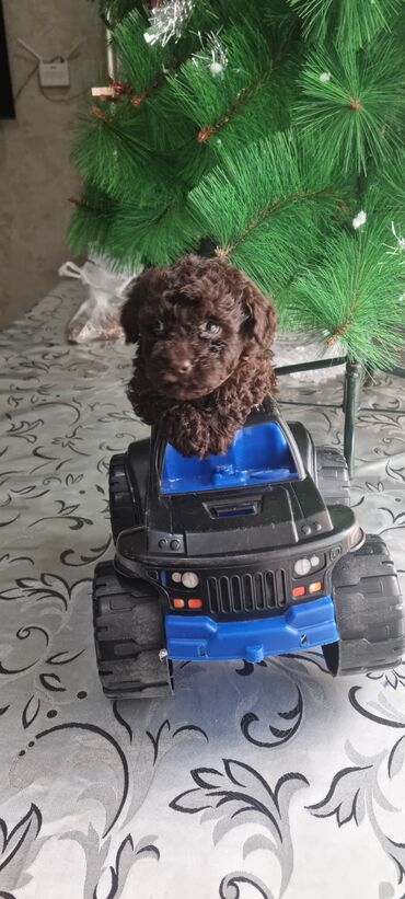 İtlər: Pudel, 2 ay, Dişi — 1