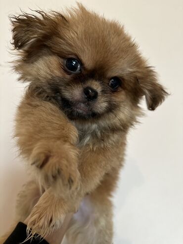 İtlər: Miniatür balaca it balaları - Cins: kiçik ölçülü dekorativ — 2