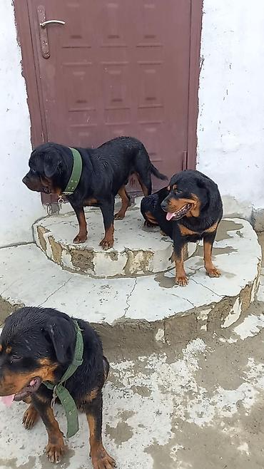İtlər: Rotveyler, 2 ay, Erkək, Peyvəndli, Ünvandan götürmə -da lalafo.az — 27 İtlər: Rotveyler, 2 ay, Erkək, Peyvəndli, Ünvandan götürmə — 27