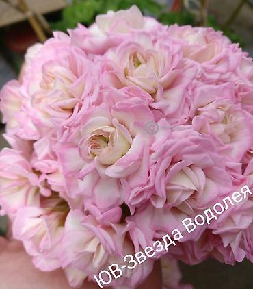 Герани и пеларгонии: Пеларгонии (герань зональная) — сортовые кустики в горшках — 17