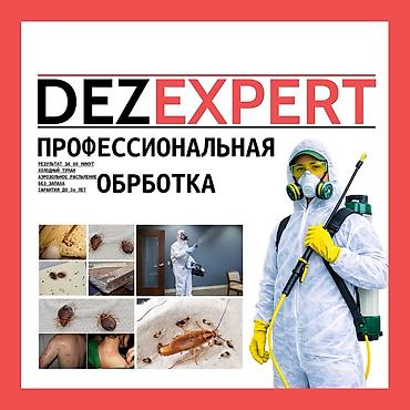 тараканы: Профессиональная дезинсекция от DEZEXPERT — уничтожение тараканов и — 1
