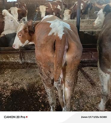 heyvan satisi: Simmental duye satilir. 3 aydı dogub. Boyuk Heyvan deyil . Hal hazirda — 3