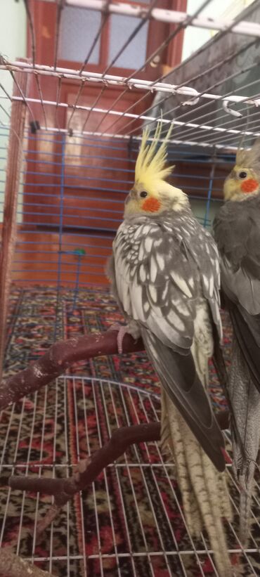 Tutuquşları: Salam.Tam saglam 8ayliq. 4 eded var Isteyen buyursun cutunu alana — 7