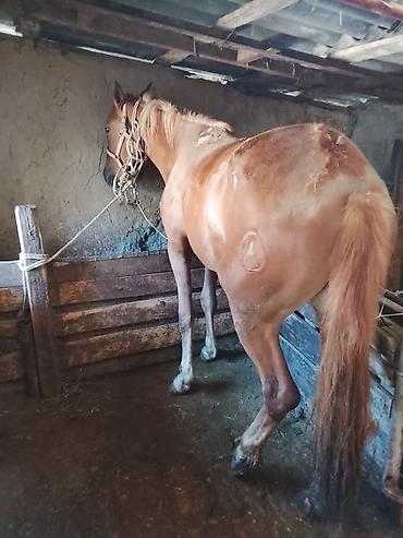 Лошади, кони: Продаю | Кобыла (самка) | На забой — 1